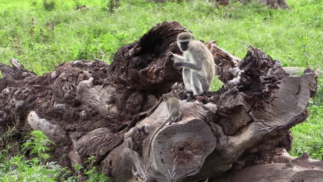 Weibliche-Meerkatze-Mit-Einem-Baby-Auf-Der-Wurzel-Eines-Umgestürzten-Baumes