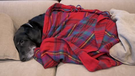 Senior-labrador-dog-covered-with-a-red-blanket-while-napping-on-a-couch