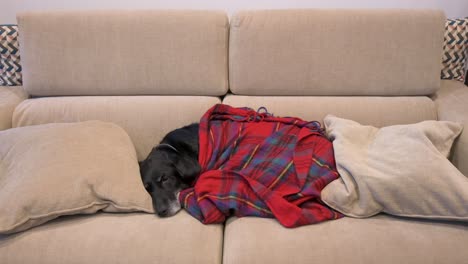 Alter-Labrador-Hund,-Eingewickelt-In-Eine-Rote-Decke,-Während-Er-Auf-Einer-Couch-Schläft