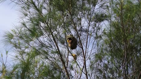 Eine-Gruppe-Gestreifter-Weber-Saß-Auf-Dem-Baum-Und-Baute-Ein-Nest