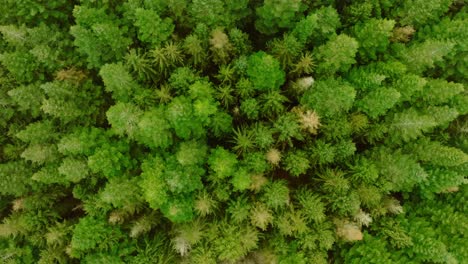 Vertical-drone-shot,-moving-slowly-downward,-of-pine-trees-seen-from-above-and-from-a-low-height-which-makes-the-perspective-somewhat-unusual