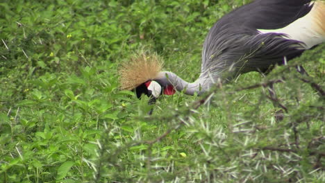 Grey-Crowned-crane-searches-for-food-in-green-grass,-partly-hidden-by-thorny-thicket