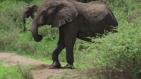 An-Elephant-walks-out-of-the-bush