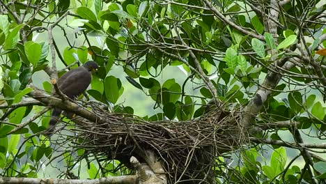 a-crested-goshawk-eagle-is-on-top-of-the-nest