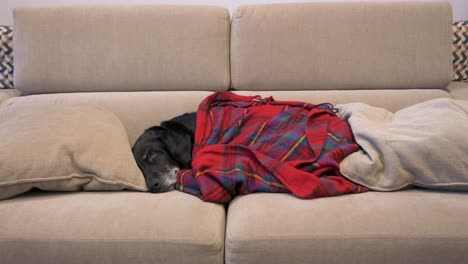 Senior-labrador-dog-rests-under-a-red-blanket-while-sleeping-in-a-couch