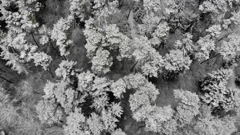 Aerial-view-of-a-forest-in-southern-Germany-during-snowfall