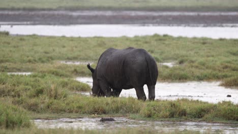 Grazing-Black-Rhinoceros-Over-Wetlands-In-Aberdare-National-Park,-Kenya-Africa