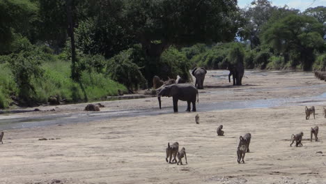 Tres-Elefantes-Africanos-En-El-Lecho-De-Un-Río-Bebiendo.