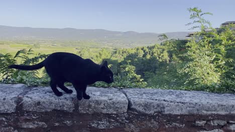 Black-cat-runs-over-a-wall-in-front-of-a-wide-landscape-with-nature-and-then-jumps-down-to-the-ground-taken-in-warm-sunny-France
