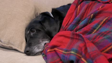 Älterer-Labrador-Hund-Mit-Einer-Roten-Decke-Bedeckt,-Während-Er-Auf-Einer-Couch-Schläft