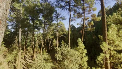 Drone-shot-in-the-forest-of-France-through-the-warm-nature