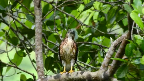 a-crested-goshawk-chick-that-has-grown-up-starting-to-flap-its-wings-to-learn-to-fly-with-it's-feathers-starting-to-turn-brown-is-perched-on-a-branch