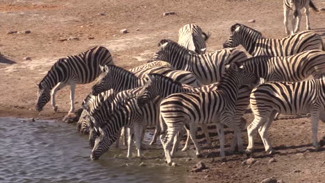 Zebra-herd-at-a-waterhole-in-semi-arid-environment,-drinking