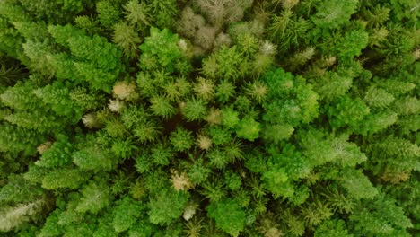 Vertical-drone-shot,-moving-downward,-of-pine-trees-seen-from-above-and-from-a-low-height-which-makes-the-perspective-somewhat-unusual