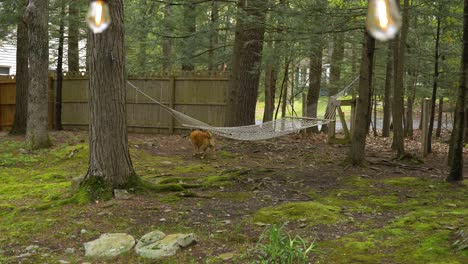 Curious-dog-exploring-mossy-woodland-garden-with-string-hammock-suspended-from-tree-trunk