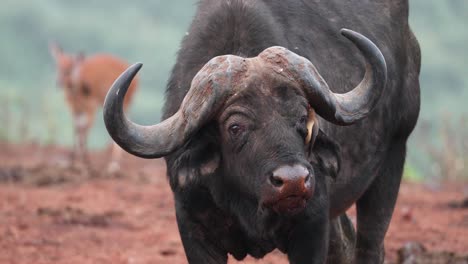 Close-up-Portrait-Of-A-Munching-African-Cape-Buffalo-In-Safari-Park