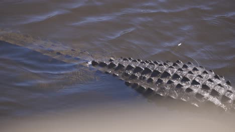 Alligator-slowly-swimming-through-water-passby