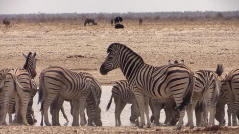 Herd-of-Plains-zebra-drinking-from-a-waterhole-on-a-dry,-windy-day