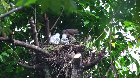 white--feathered-baby-crested-goshawk-eagles-are-standing-being-fed-by-their-mother