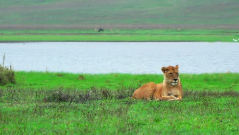 A-lioness-looks-around-as-she-lies-in-the-grass