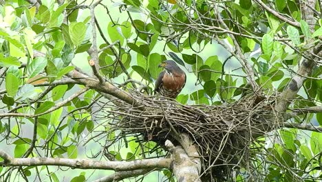 Ein-Ausgewachsener-Haubenhabicht-überprüft-Sein-Nest-Und-Wartet-Auf-Die-Ankunft-Seines-Kükens