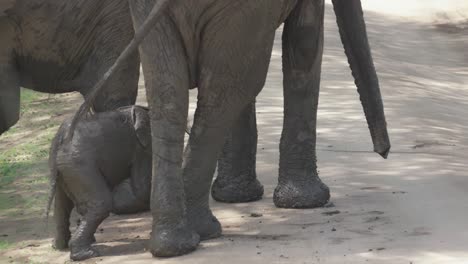 Baby-elephant-rubs-against-its-mother's-legs,-covered-in-mud
