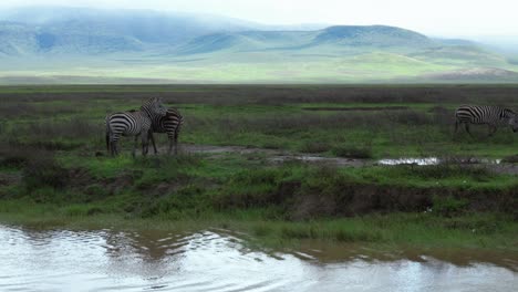 Zebras-Fressen-Gras-Neben-Einem-Flussufer-In-Der-Serengeti