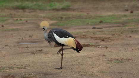 A-Grey-Crowned-Crane-stands-on-one-leg-and-grooms