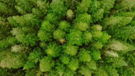 Vertical-drone-shot,-moving-slowly-upward,-of-pine-trees-seen-from-above-and-from-a-low-height-which-makes-the-perspective-somewhat-unusual