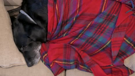 Overview-of-a-senior-labrador-dog-under-a-red-blanket-while-sleeping-on-a-couch