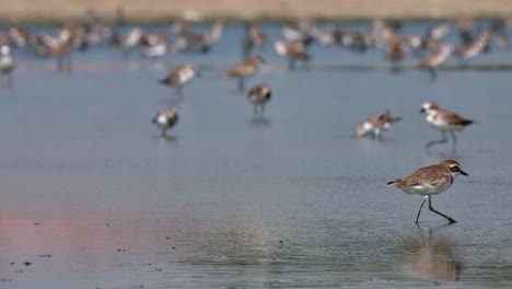 Seen-in-the-front-standing-and-then-moves-to-the-right,-Greater-Sand-Plover-Anarhynchus-leschenaultii,-Thailand