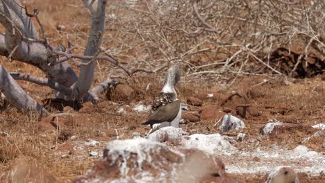 A-Blue-footed-booby-looks-after-its-young-chick-in-the-hot-sun-on-North-Seymour-Island,-near-Santa-Cruz-in-the-Galapagos-Islands
