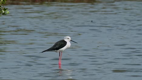 Facing-to-the-right-while-resting,-Black-winged-Stilt-Himantopus-himantopus,-Thailand