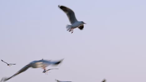 Seagulls-migrated-to-Thailand-flying-around