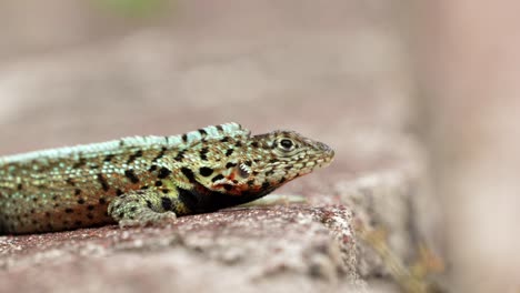 An-endemic-Santa-Cruz-lava-lizard-sits-on-a-wall-on-Santa-Cruz-Island-in-the-Galápagos-Islands