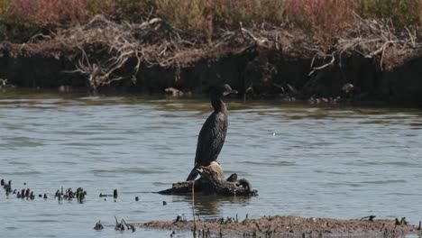 Seen-on-driftwood-at-a-marshland-facing-to-the-right,-Little-Cormorant-Microcarbo-niger,-Thailand