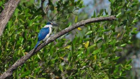 Facing-to-the-right-and-looks-down-then-poops-as-if-nothing-happened,-windy-mangrove-forest,-Collared-Kingfisher-Todiramphus-chloris,-Thailand