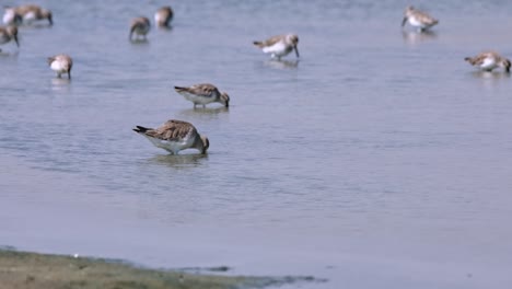 Seen-going-to-the-left-foraging-and-turns-around-to-go-to-the-right,-Curlew-Sandpiper-Calidris-ferruginea,-Thailand