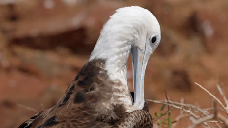 Ein-Junger,-Jugendlicher-Prächtiger-Fregattvogel-Putzt-Sich-In-Der-Sonne-Auf-Der-Insel-North-Seymour-In-Der-Nähe-Von-Santa-Cruz-Auf-Den-Galápagos-Inseln