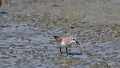 Two-individuals-feeding-at-a-mudflat-with-some-water,-Red-necked-Stint-Calidris-ruficollis,-Thailand