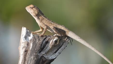 Lizard-relaxing-on-tree---hunt-