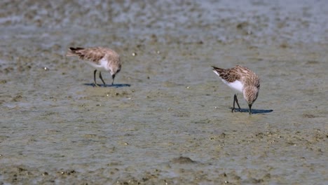 Foraging-on-mud-as-it-goes-to-the-right,-Red-necked-Stint-Calidris-ruficollis,-Thailand