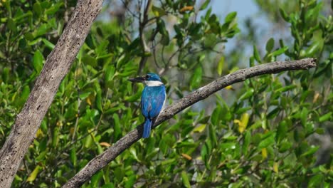 Seen-from-its-back-looking-to-the-left-during-a-very-windy-afternoon,-Collared-Kingfisher-Todiramphus-chloris,-Thailand