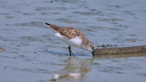 Feeding-for-some-of-its-favorite-food-at-a-mudflat,-Red-necked-Stint-Calidris-ruficollis,-Thailand