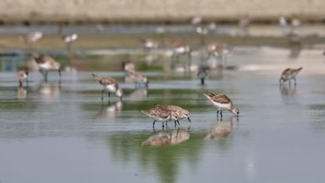 A-flock-foraging-as-the-camera-follows,-Red-necked-Stint-Calidris-ruficollis,-Thailand