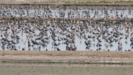 Camera-zooms-out-revealing-flocks-and-flocks-of-migratory-Shorebirds,-Thailand