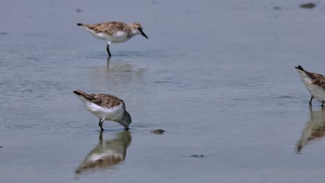 Coming-in-and-out-of-the-frame-as-they-forage-together,-Red-necked-Stint-Calidris-ruficollis,-Thailand