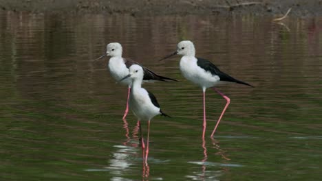 Three-individuals-moving-to-the-left-wading-in-the-water,-Black-winged-Stilt-Himantopus-himantopus,-Thailand