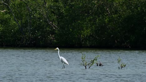 Seen-in-the-middle-of-the-water-facing-to-the-left-at-the-edge-of-the-mangrove-forest,-Intermediate-Egret-Ardea-intermedia,-Thailand
