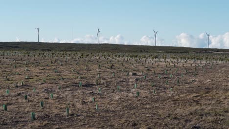 New-plantation-of-ericacea-trees-and-calluna-vulgaris-trees-to-help-in-the-collection-of-rain-water,-steady-camera-showing-of-the-plantation,-wind-farm-and-blue-sky-in-the-background,-4K,-60fps
